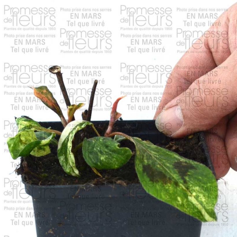 Beispiel eines Exemplars von Knöterich var. filiformis Compton's Red - Persicaria virginiana Kleine Töpfe von 8/9 cm wie geliefert