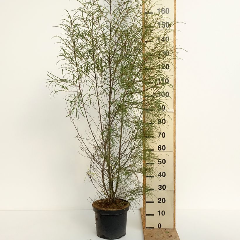 Exemplar von Rhamnus frangula Asplenifolia - Faulbaum Topf mit 7,5L/10L wie im Sommer geliefert