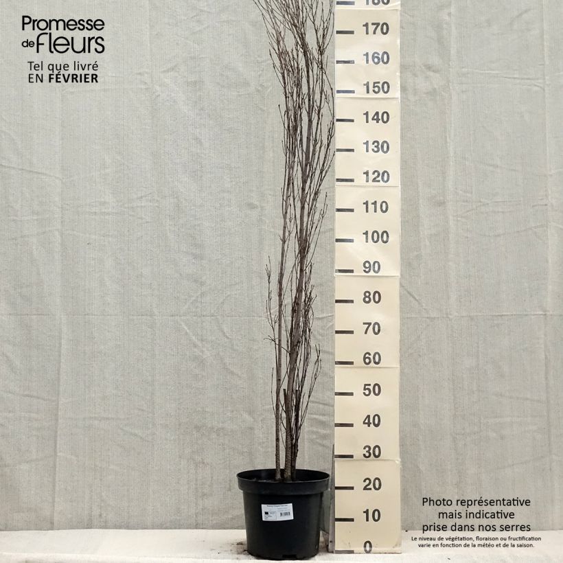 Exemplar von Rhamnus frangula Fine Line - Bourdaine, Frangula alnus Pot de 7,5L/10L wie im Winter geliefert