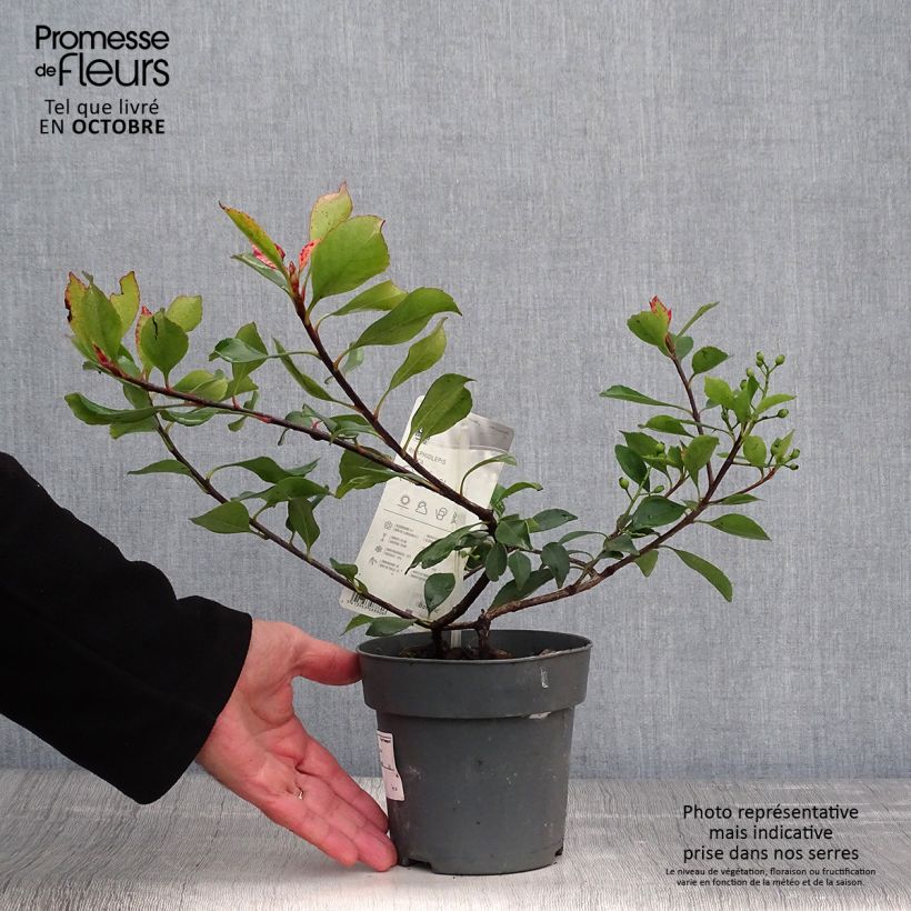 Exemplar von Rhaphiolepis indica Pink Cloud Topf mit 1,5L/2L wie im Herbst geliefert