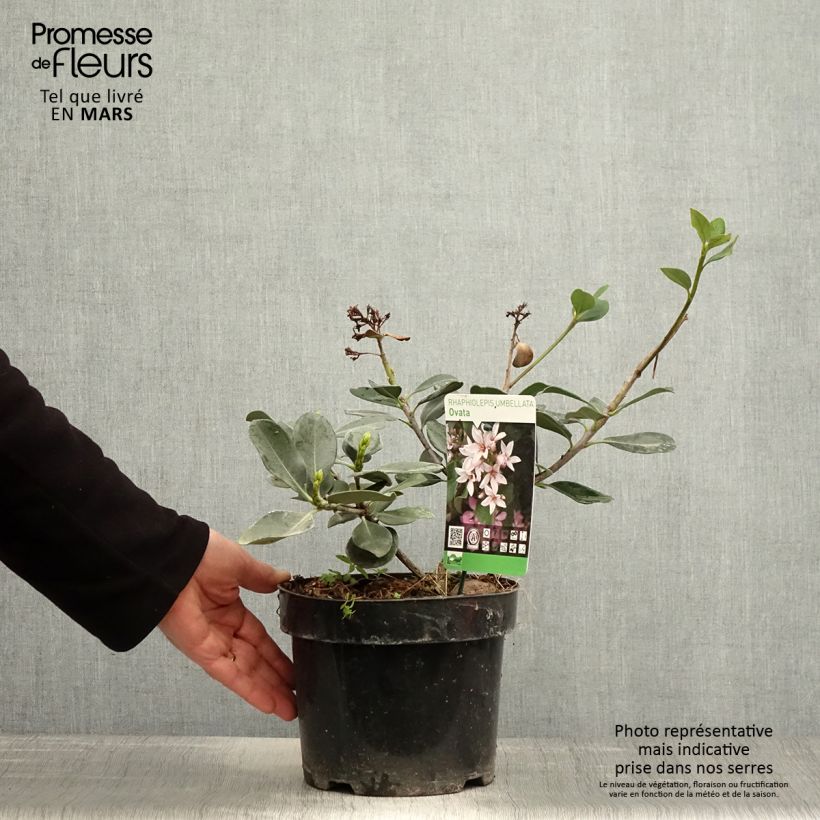 Exemplar von Rhaphiolepis umbellata Topf mit 3L/4L wie im Frühjahr geliefert