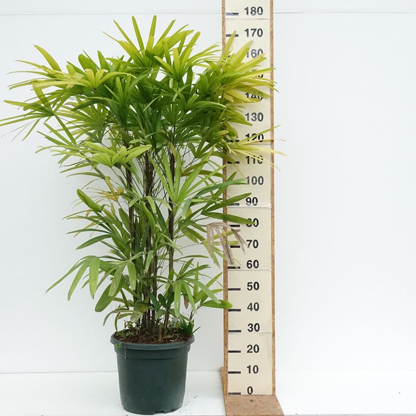 Exemplar von Rhapis excelsa Topf mit 20L/25L wie im Herbst geliefert