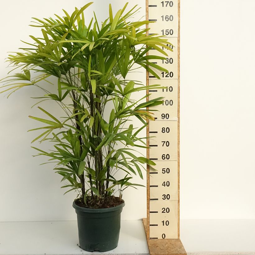 Exemplar von Rhapis excelsa Topf mit 20L/25L wie im Sommer geliefert