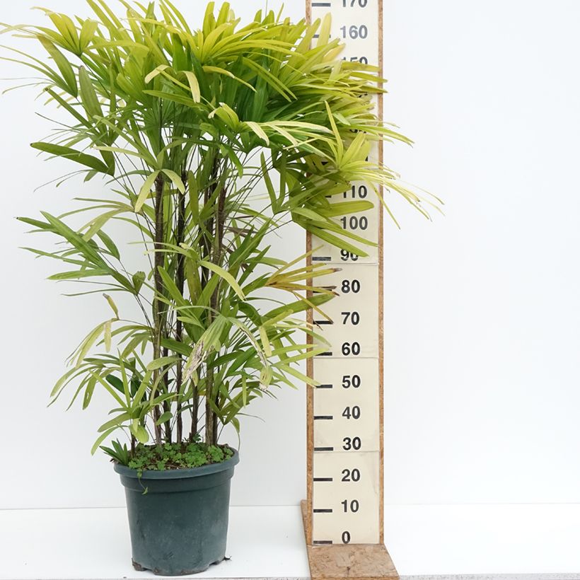 Example of Rhapis excelsa Topf mit 20L/25L as you get in hiver