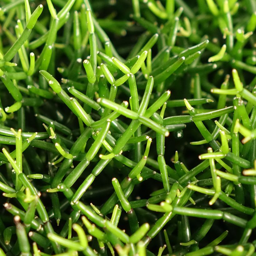 Rhipsalis baccifera - Korallenkaktus (Laub)