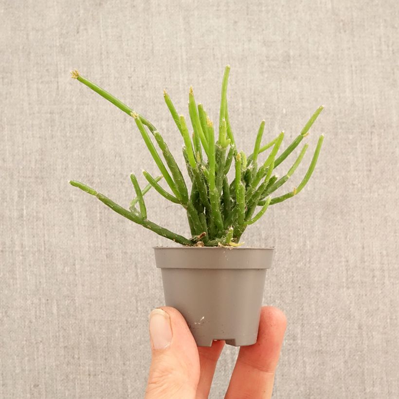Exemplar von Rhipsalis burchellii - Korallenkaktus Mini-Pflanze wie im Frühjahr geliefert