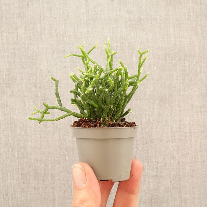 Exemplar von Rhipsalis cereuscula - Korallenkaktus Mini-Pflanze wie im Frühjahr geliefert