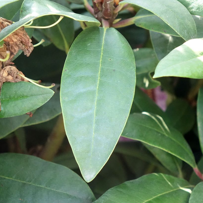 Rhododendron Alfred (Laub)