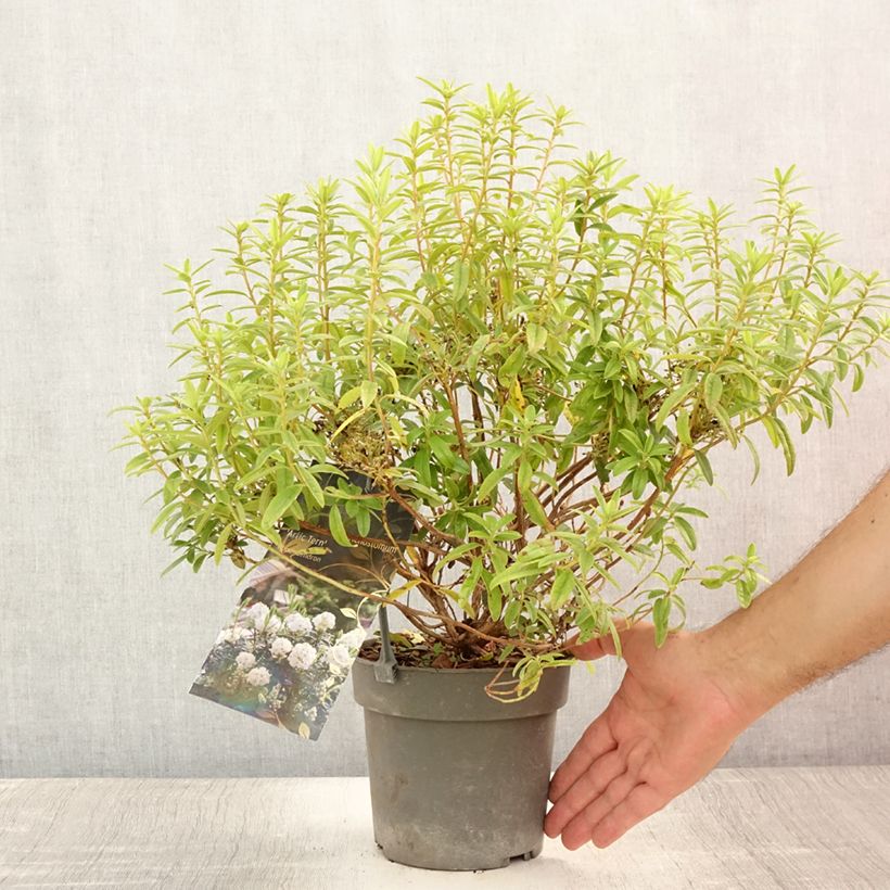 Exemplar von Rhododendron Artic Tern Topf mit 2L/3L wie im Sommer geliefert