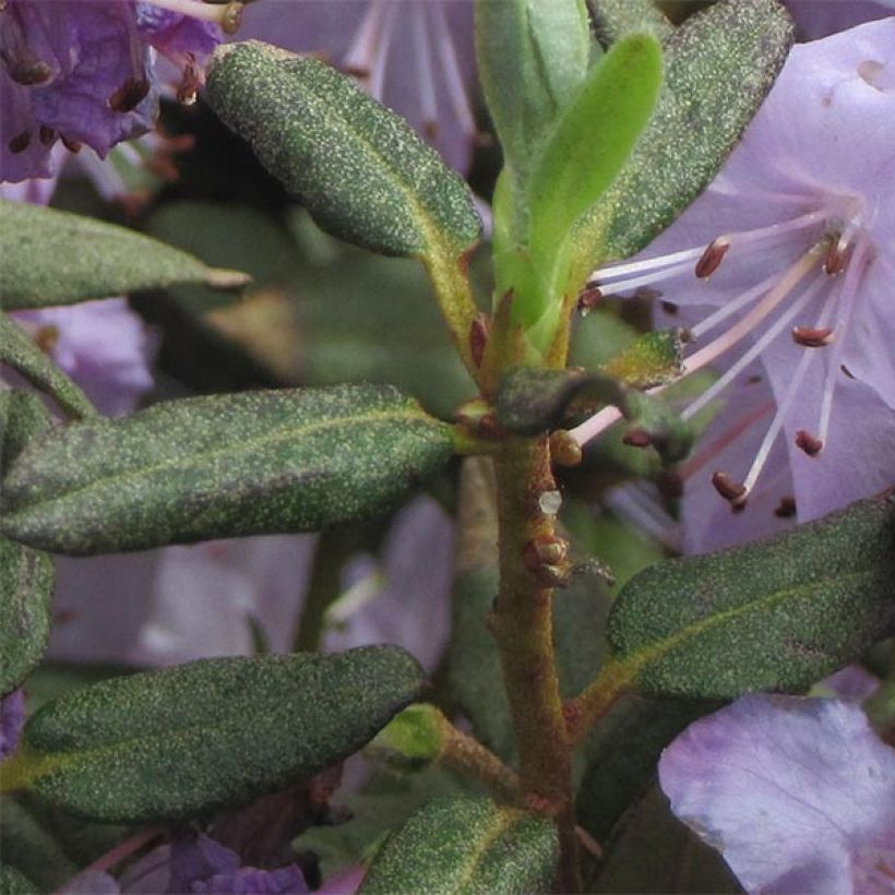 Rhododendron Blue Silver (Foliage)
