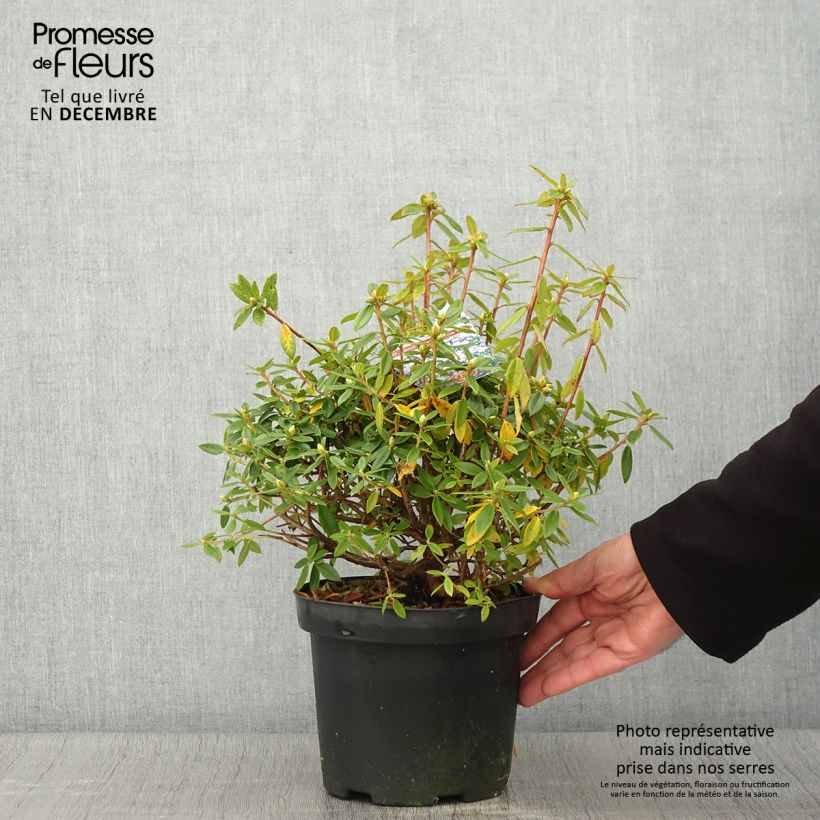 Exemplar von Rhododendron Blue Tit Topf mit 2L/3L wie im Herbst geliefert