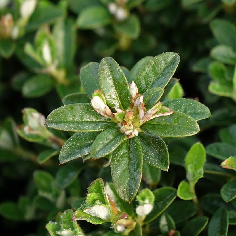 Rhododendron campylogynum Lilly Bell (Laub)