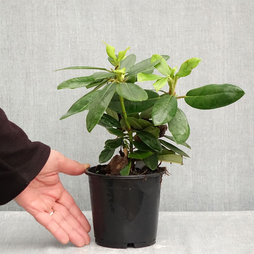 Exemplar von Rhododendron catawbiense Boursault Topf 12 cm / 13 cm wie im Herbst geliefert