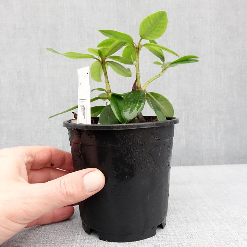 Exemplar von Rhododendron catawbiense Boursault Pot de 12 cm / 13 cm wie im Winter geliefert