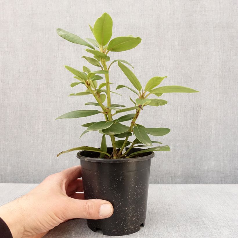 Example of Rhododendron catawbiense Boursault Topf 12 cm / 13 cm as you get in printemps