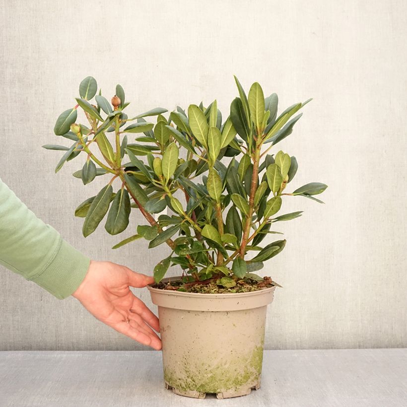 Exemplar von Rhododendron Château de Josselin Topf mit 4L/5L wie im Winter geliefert