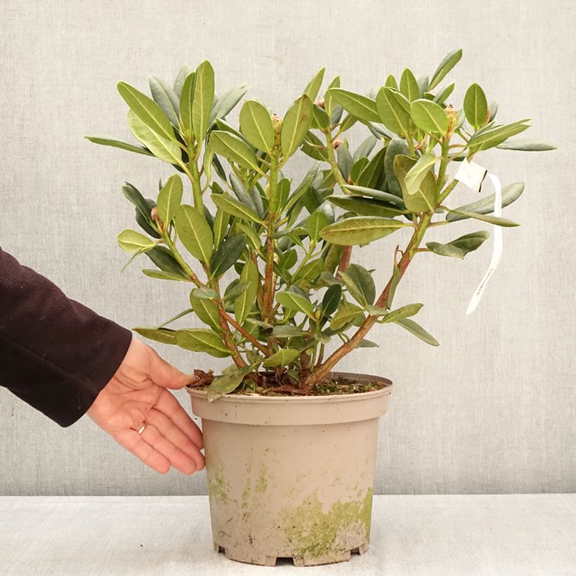 Exemplar von Rhododendron Château de Josselin Topf mit 4L/5L wie im Frühjahr geliefert