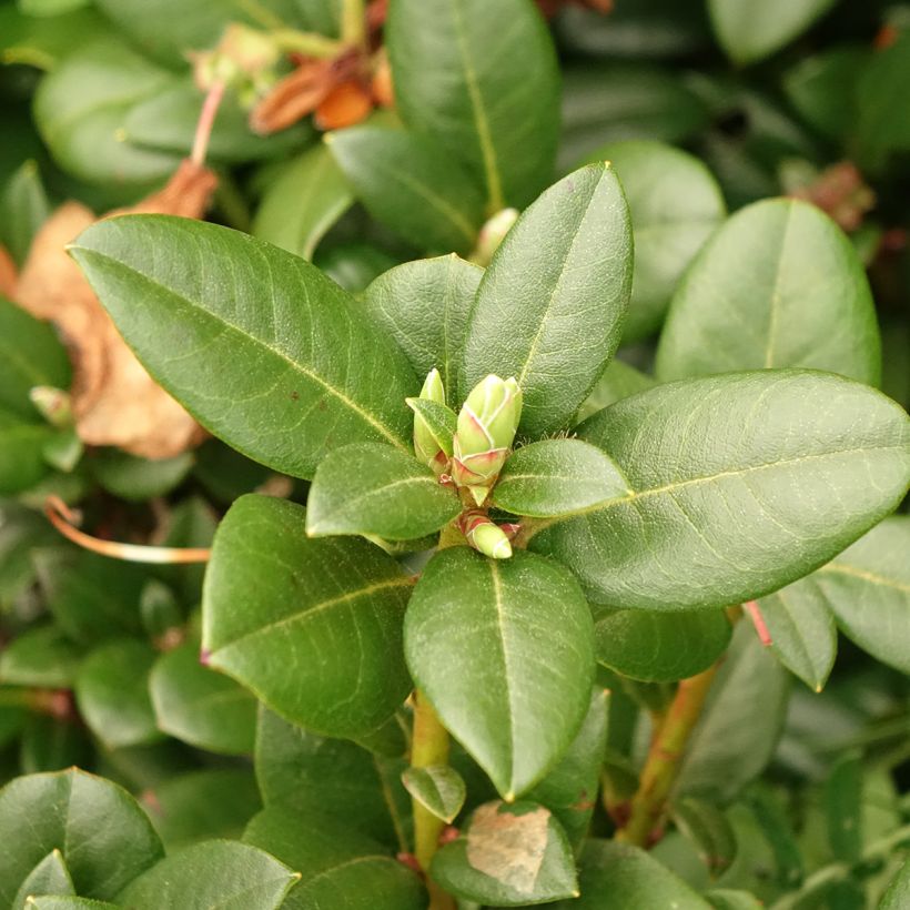 Rhododendron Cilpinense  (Laub)