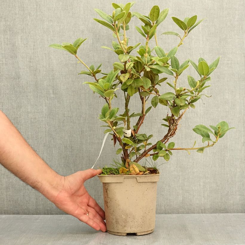 Exemplar von Rhododendron Cilpinense  Topf mit 4L/5L wie im Sommer geliefert