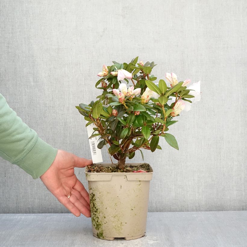 Exemplar von Rhododendron Cilpinense  Topf mit 4L/5L wie im Winter geliefert