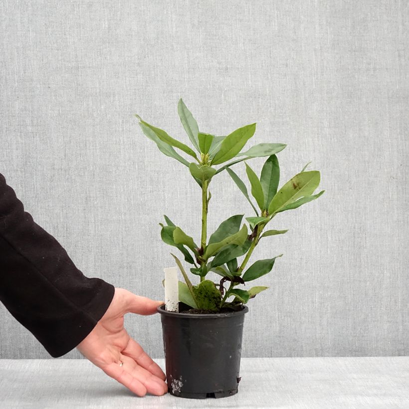 Exemplar von Rhododendron Cunningham's White Pot de 12 cm / 13 cm wie im Winter geliefert