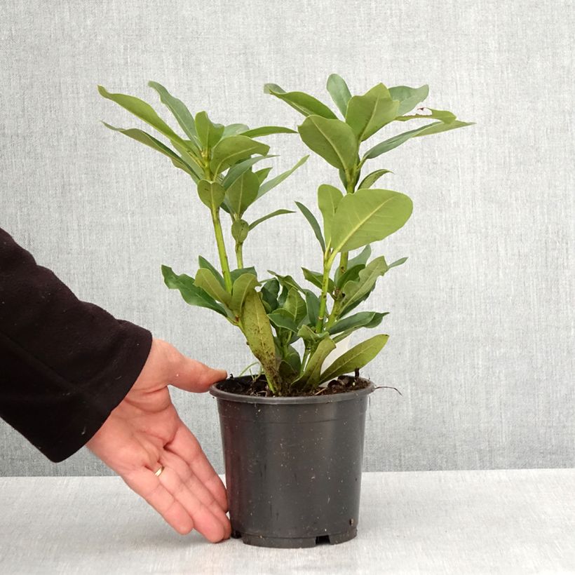 Exemplar von Rhododendron Cunningham's White Topf 12 cm / 13 cm wie im Frühjahr geliefert
