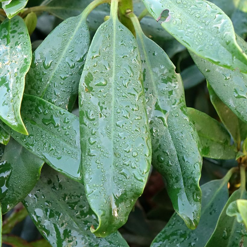 Rhododendron Easydendron INKARHO Madame Masson (Laub)