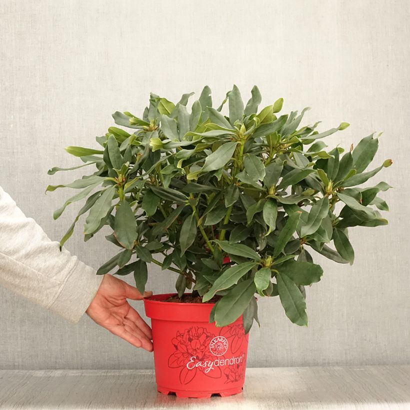 Exemplar von Rhododendron Easydendron INKARHO Madame Masson Pot de 4L/5L wie im Herbst geliefert