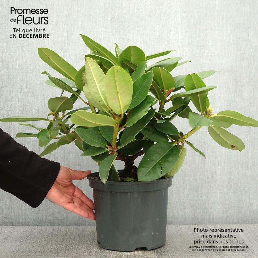 Exemplar von Rhododendron Germania Topf mit 4L/5L wie im Herbst geliefert