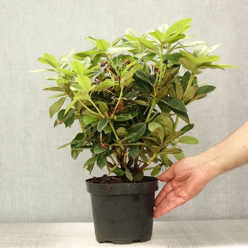 Exemplar von Rhododendron yakushimanum Golden Torch Topf mit 3L/4L wie im Sommer geliefert