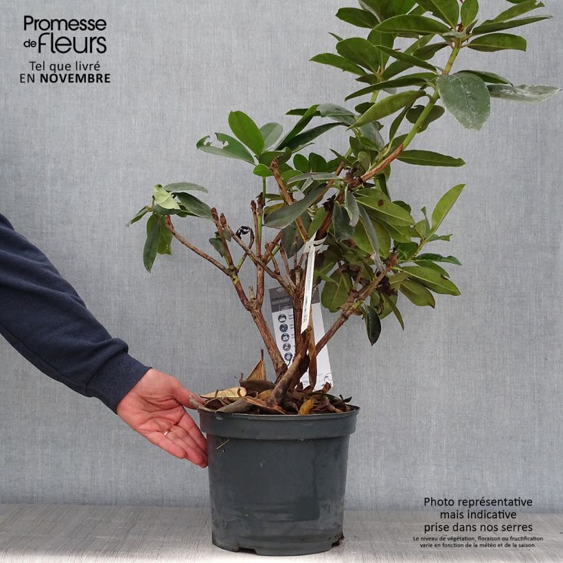 Exemplar von Rhododendron Gomer Waterer Topf mit 7,5L/10L wie im Herbst geliefert