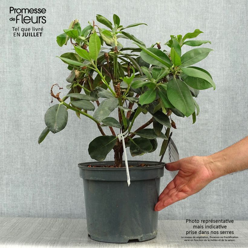 Exemplar von Rhododendron Gomer Waterer Topf mit 7,5L/10L wie im Sommer geliefert