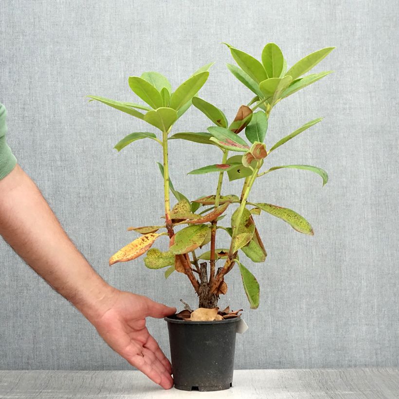 Exemplar von Rhododendron Gomer Waterer Topf 12 cm / 13 cm wie im Sommer geliefert