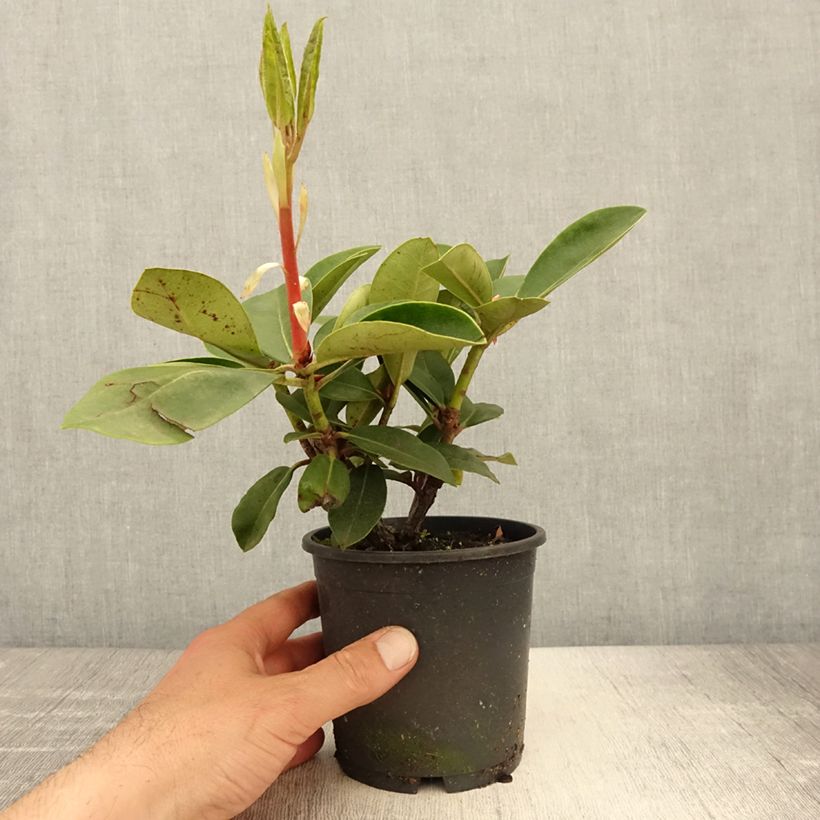 Exemplar von Rhododendron Gomer Waterer Topf 12 cm / 13 cm wie im Frühjahr geliefert