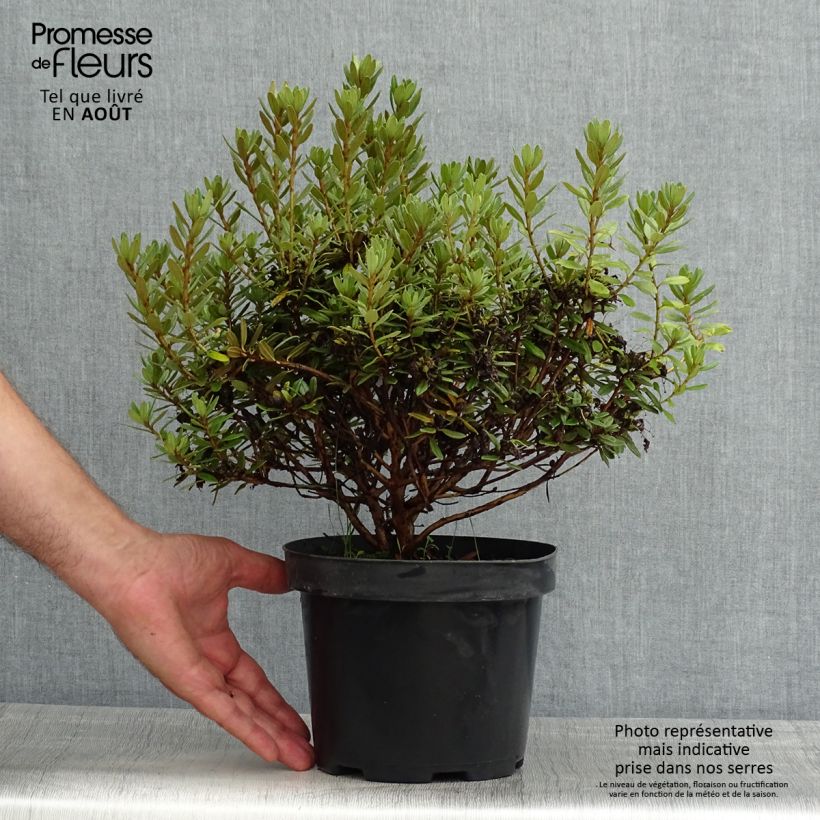 Exemplar von Rhododendron Gristede Topf mit 2L/3L wie im Sommer geliefert