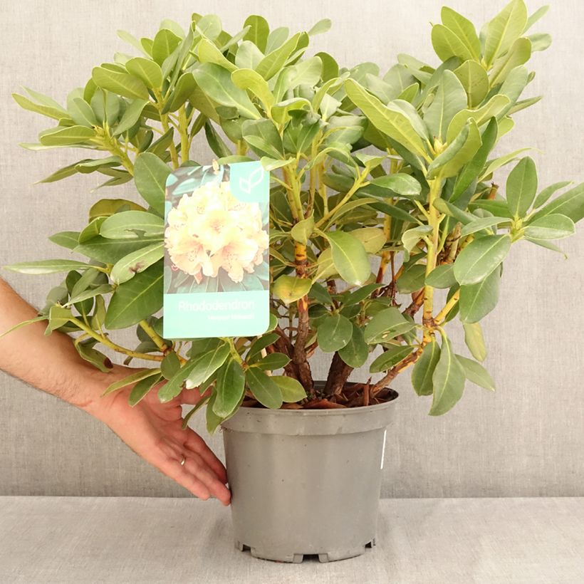 Exemplar von Rhododendron Horizon Monarch Topf mit 4L/5L wie im Sommer geliefert
