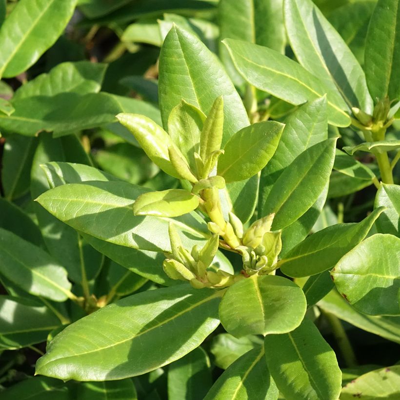Rhododendron x hybrida Easydendron® INKARHO Belkanto (Laub)