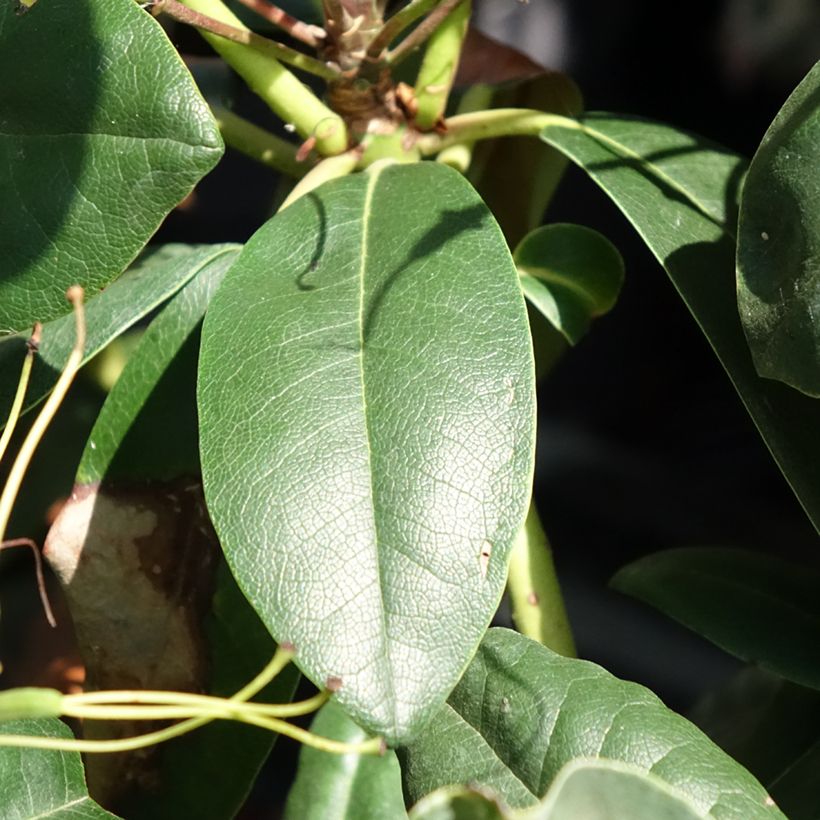 Rhododendron INKARHO® Grandiflorum - Rhododendron x catawbiense (Laub)