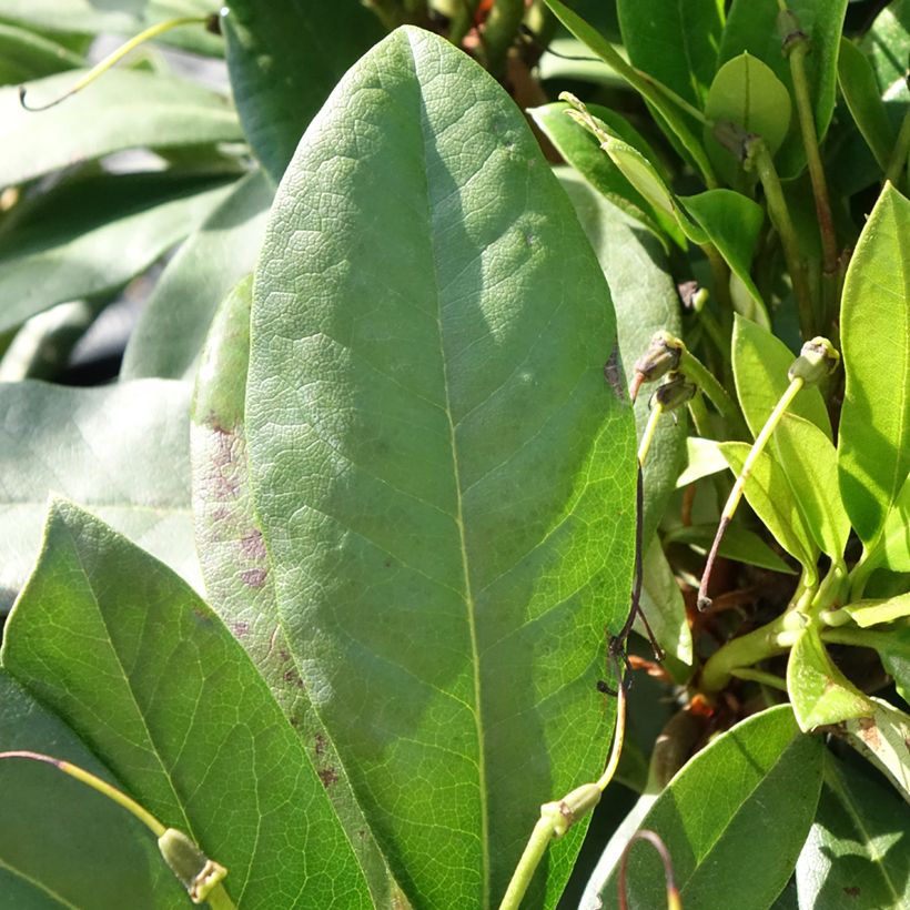 Rhododendron Easydendron INKARHO Orakel (Laub)