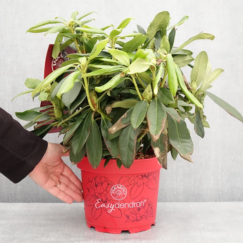 Exemplar von Rhododendron hybride Easydendron INKARHO Orakel Pot de 7,5L/10L wie im Winter geliefert