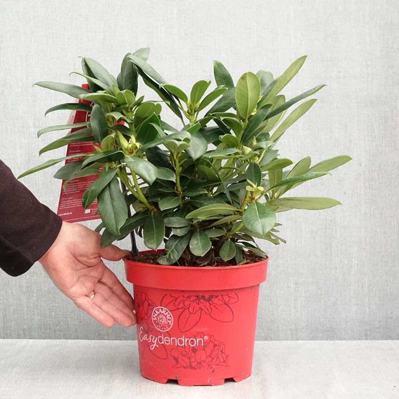 Exemplar von Rhododendron INKARHO® Easydendron Pfauenauge - Azalea Topf mit 4L/5L wie im Herbst geliefert