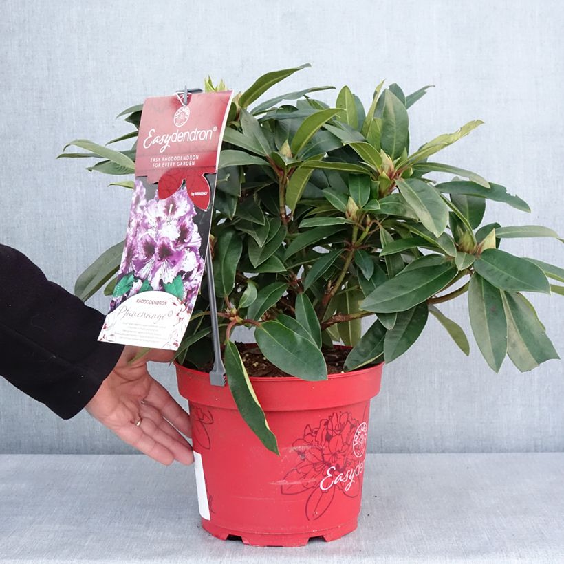 Exemplar von Rhododendron hybride Easydendron INKARHO Pfauenauge Pot de 4L/5L wie im Winter geliefert