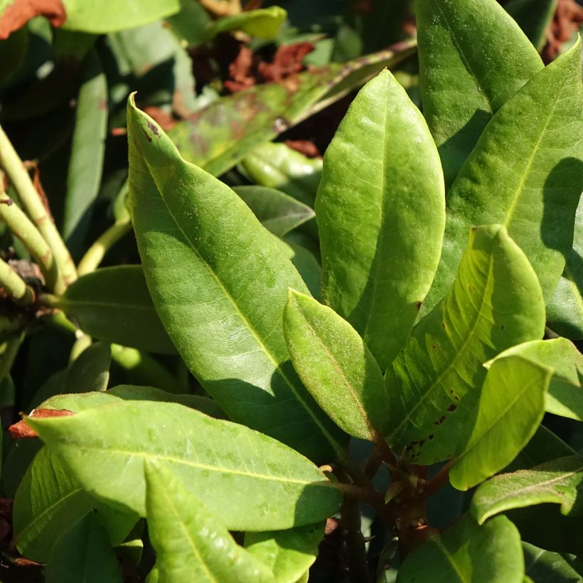 Rhododendron INKARHO® Rabatz - Rhododendron x griegsonianum (Laub)