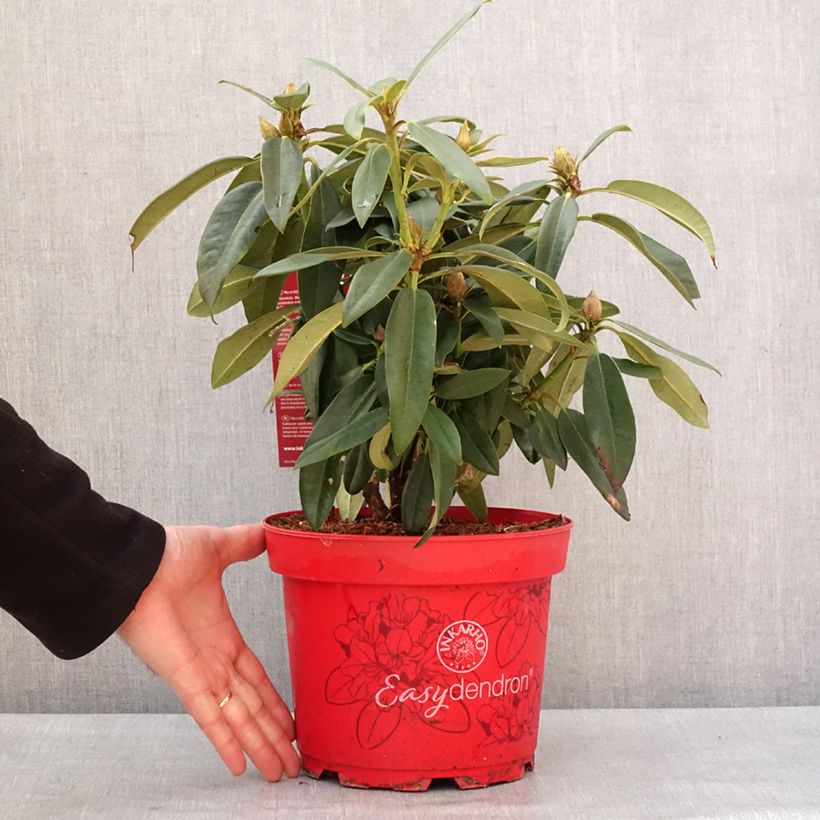 Exemplar von Rhododendron hybride Easydendron INKARHO Rabatz Pot de 4L/5L wie im Winter geliefert