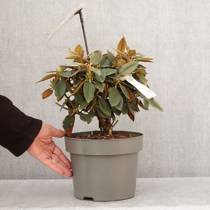 Exemplar von Rhododendron hybride Easydendron INKARHO Rusty Dane Pot de 4L/5L wie im Winter geliefert
