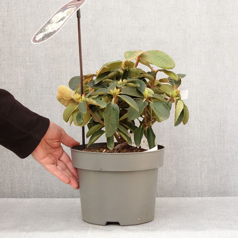 Exemplar von Rhododendron Easydendron INKARHO Special Dane Topf mit 4L/5L wie im Winter geliefert