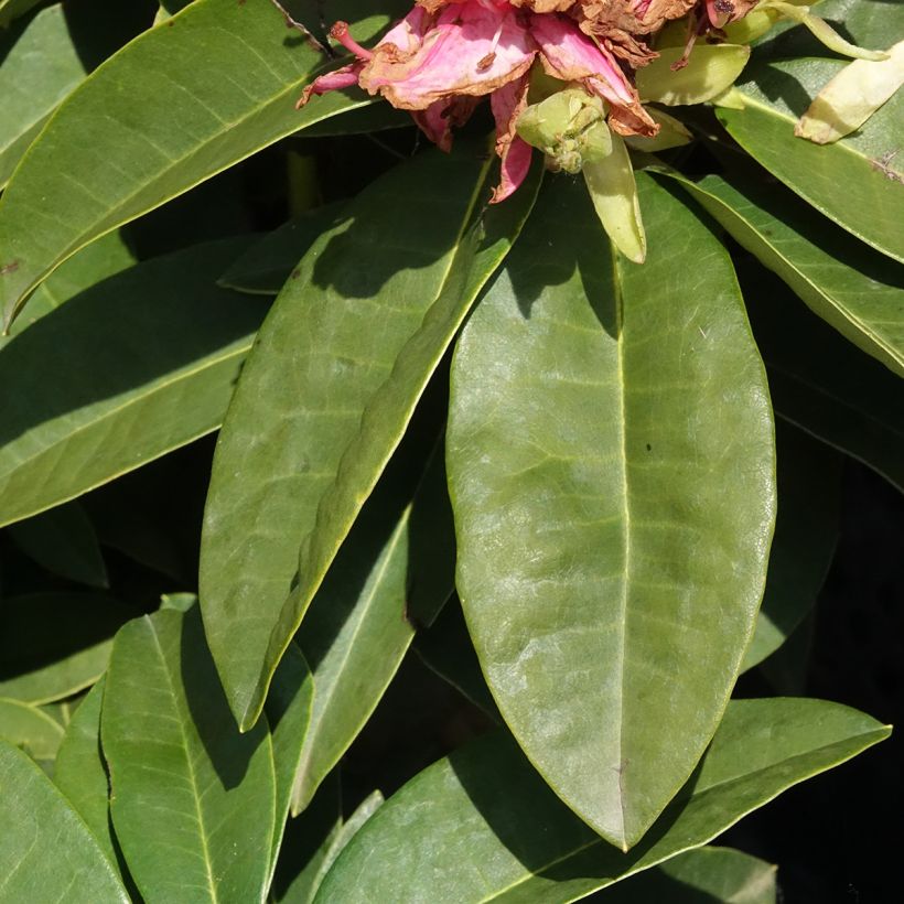 Rhododendron INKARHO® Diderk (Laub)