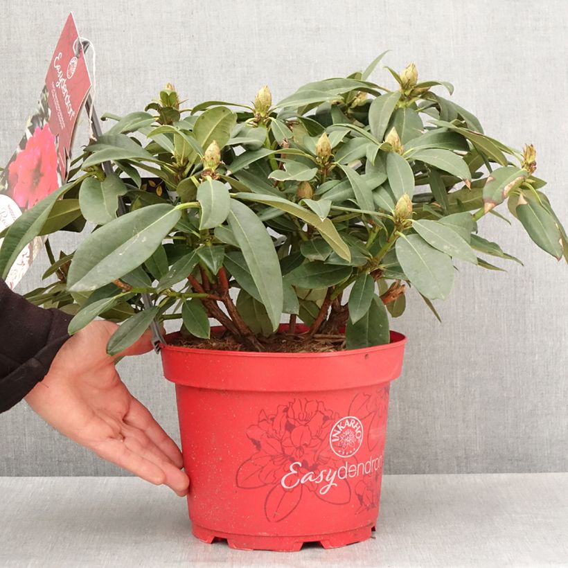 Exemplar von Rhododendron INKARHO® Diderk Topf mit 4L/5L wie im Frühjahr geliefert
