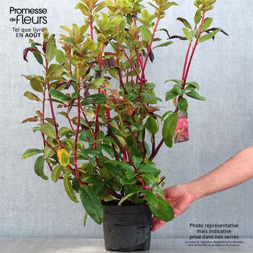 Exemplar von Rhododendron Moser's Maroon Topf mit 4L/5L wie im Sommer geliefert