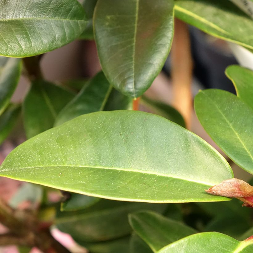 Rhododendron Naselle (Foliage)